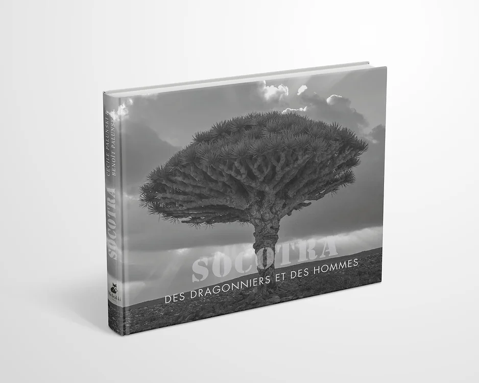 Socotra, des dragonniers et des hommes